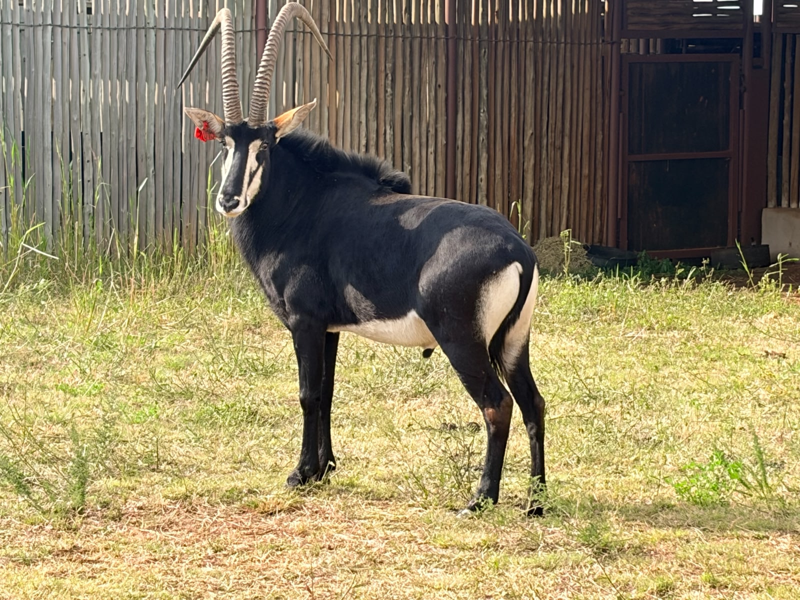 49 1/8" Sable bull 